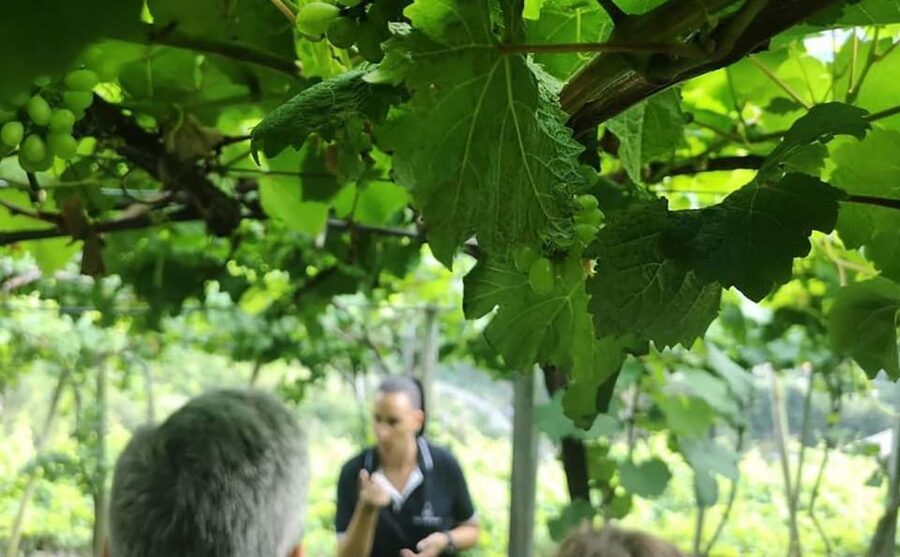 Madeira: Vineyard Tour w/ Wine Tasting & Skywalk - The São Vicente Winery Time: Guided Vines, Producer Meeting, and Tapas