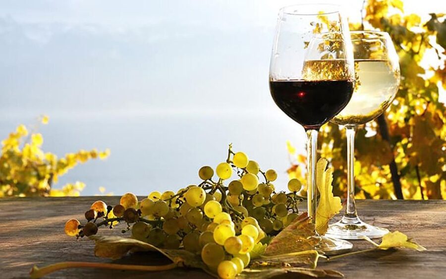 Madeira - Vineyard Tour Wine Tasting - Included - Who Should Book This (and Who Might Skip It)