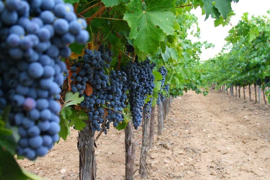 Madrid: Toledo Day Trip with Winery Visit and Wine Tasting - Monastery of San Juan de los Reyes: the calm mid-route pause