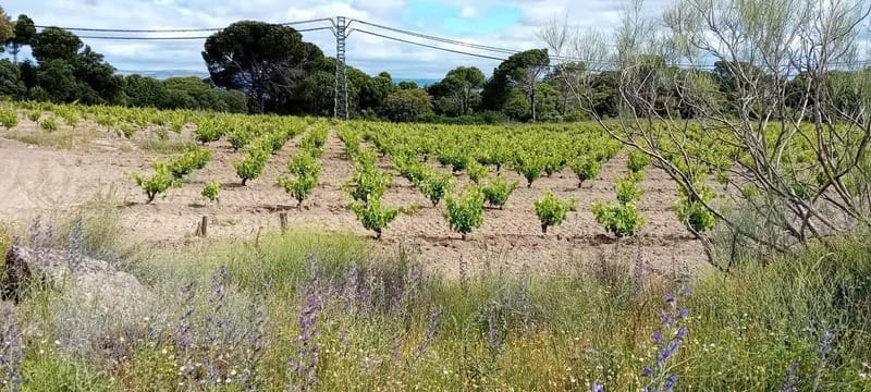 Madrid Winery Tour: Visit & Tasting With Sommelier Guide - Learning How to Taste Without Guessing