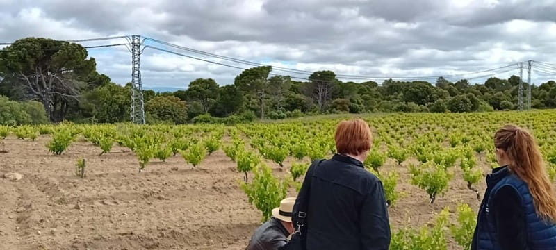 Madrid Winery Tour: Visit & Tasting With Sommelier Guide - Price and Value: What You’re Paying For at $141
