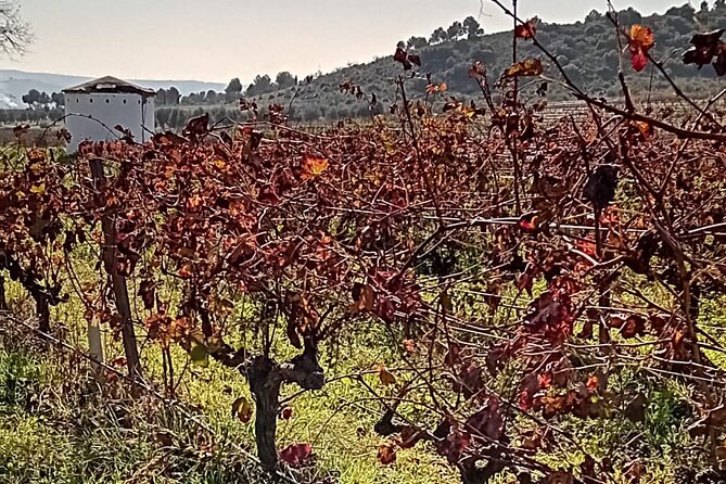 Madrid Winery Tour with Tasting and Sommelier Guide - How The Ride Sets Up Your Madrid Wine Lesson