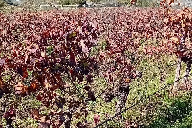 Madrid Winery Tour with Tasting and Sommelier Guide - Where You Meet, What the Day Feels Like, and How Long You’ll Be Gone