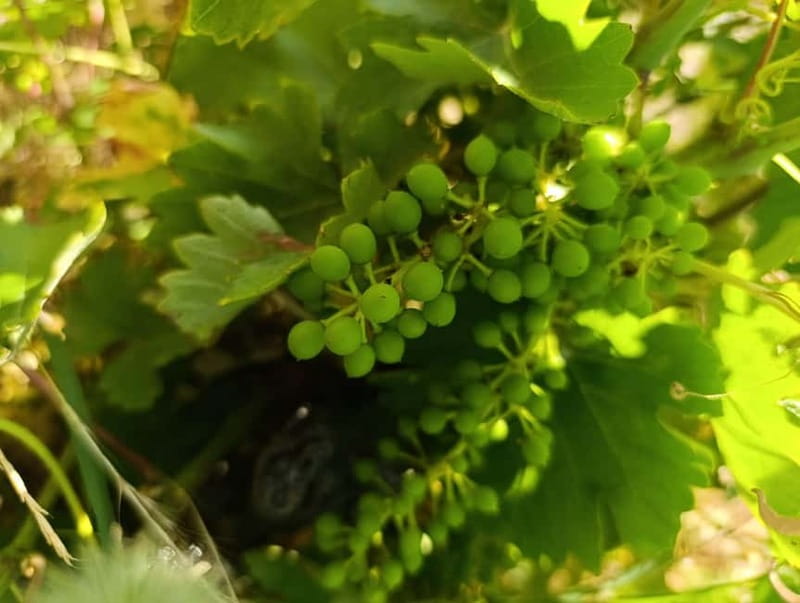 Madrid Winery Tour with Tasting & Sommelier Guide - Should you book this Madrid winery tour?
