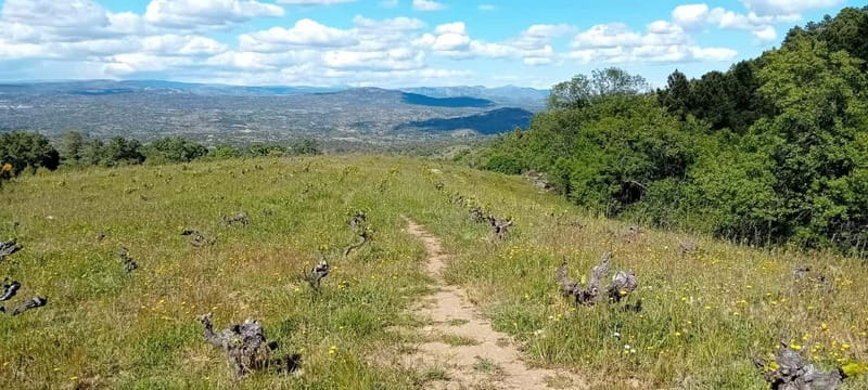 Madrid Winery Tour with Tasting & Sommelier Guide - A short wine escape from Madrid: what this 5-hour tour really delivers