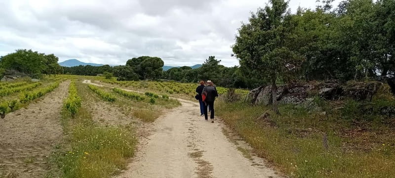 Madrid Winery Tour with Tasting & Sommelier Guide - Group size, timing, and language: making the day feel easy