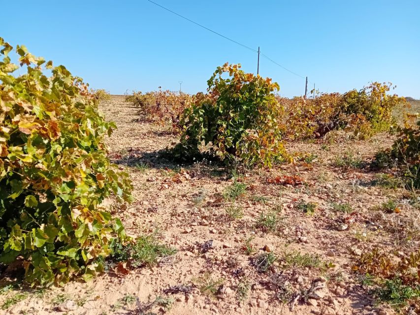 Madrid Winery Tour with Tasting & Sommelier Guide - Who should book this Madrid winery tour (and who might skip it)