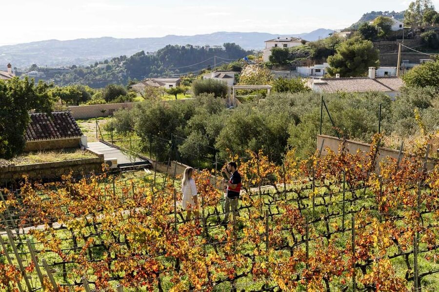 Malaga: Organic Vineyard Tour with 6 Wines, Tapas & Transfer - Tapas pairing that’s more than snacks