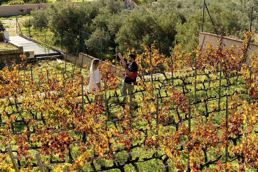 Malaga: Organic Vineyard Tour with 6 Wines, Tapas & Transfer - Practical tips so the day feels easy (not rushed)