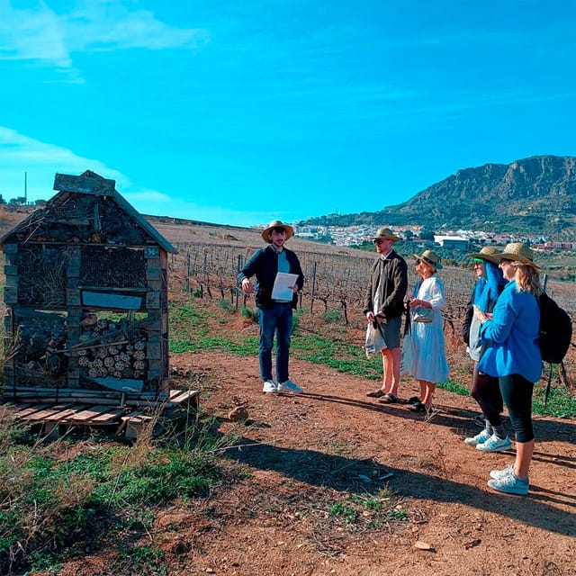 Malaga: White Village, Vineyard, and Wine Tasting Wine Tour - Key highlights at a glance