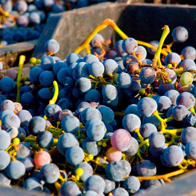Malaga: White Village, Vineyard, and Wine Tasting Wine Tour - Who this tour suits best (and who should think twice)