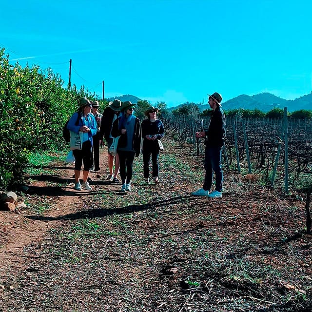 Malaga: White Village, Vineyard, and Wine Tasting Wine Tour - Why Álora feels like a real day out (not just a bus tour)