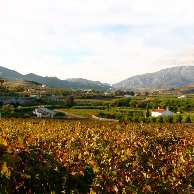 Malaga: White Village, Vineyard, and Wine Tasting Wine Tour - Pickup and getting to Álora from Malaga with minimal hassle