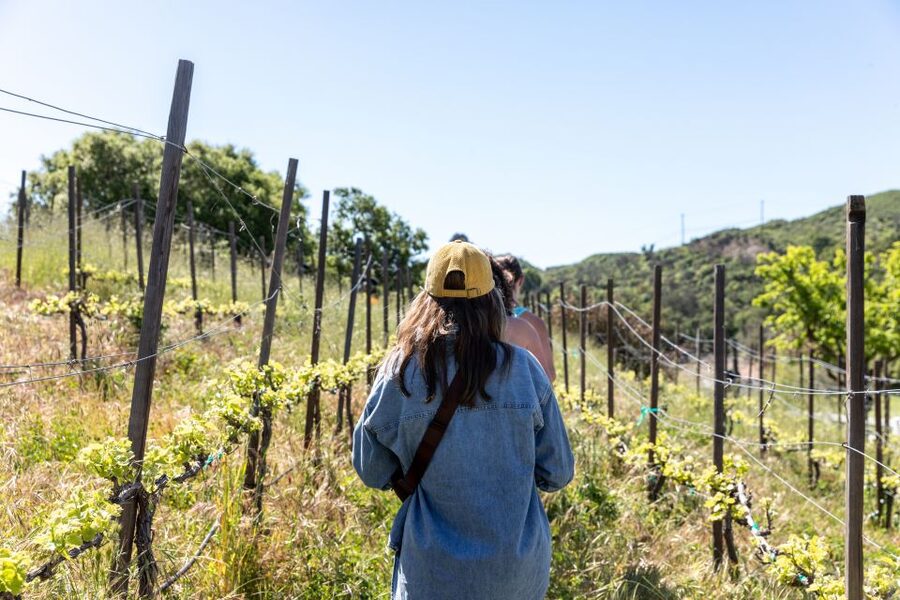 Malibu: Guided Vineyard Hike with Photo Stops and Wine - Key things to know before you go