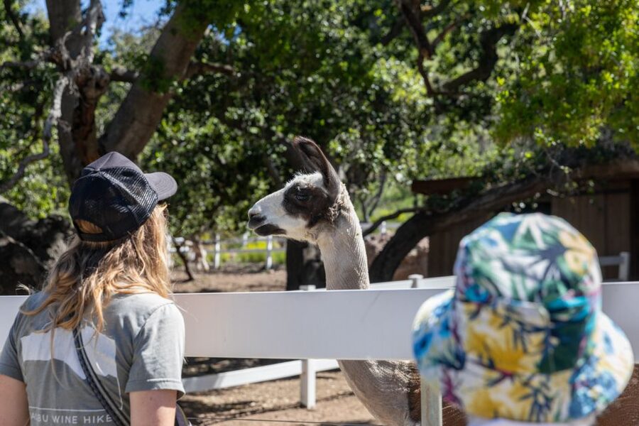 Malibu: Guided Vineyard Hike with Photo Stops and Wine - The guides bring the experience to life