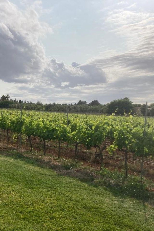 Mallorca: Bodega Butxet Vineyards & Winery Tour with Tasting - Should you book Bodega Butxet?