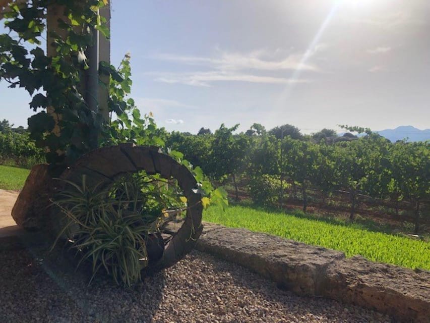 Mallorca: Bodega Butxet Vineyards & Winery Tour with Tasting - The tasting: 4 wines, with tapas and the island’s easy pace