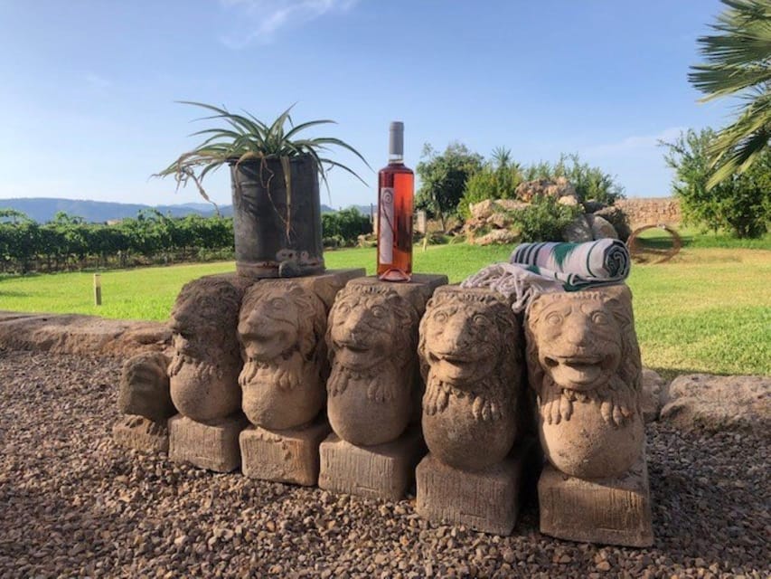 Mallorca: Bodega Butxet Vineyards & Winery Tour with Tasting - The vineyard walk: learning without feeling like a classroom