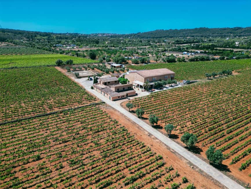 Mallorca: Bodegas Ángel Winery Tour with Wine Tasting - Upgrade options: premium wines, glass time, and taking it home