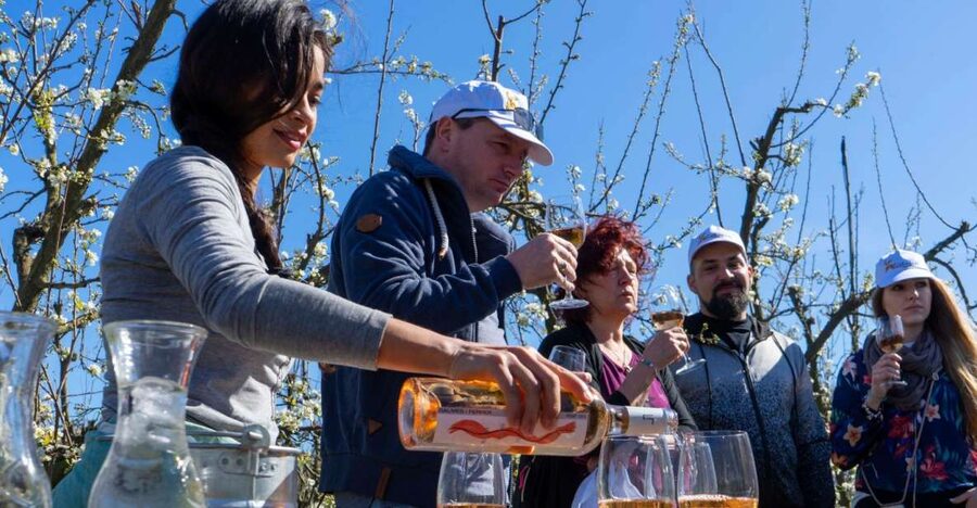Mallorca: Full-Day Winery Small Group Tour - Palma pickup, 8 hours of touring, and how to plan your day