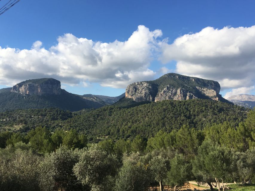 Mallorca: Full-Day Winery Small Group Tour - What you’ll learn beyond wine