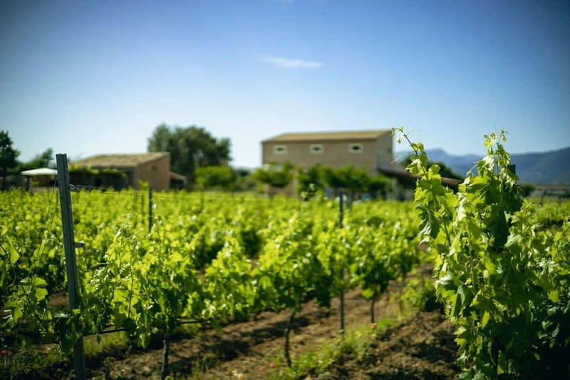 Mallorca: Visit a winery and enjoy a wine tasting, along with some Mallorcan products - 7103 Petit Celler: a small family winery visit that feels personal