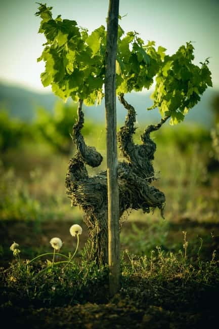 Mallorca: Visit a winery and enjoy a wine tasting, along with some Mallorcan products - The 7-wine tasting: how to taste smarter (and waste less)