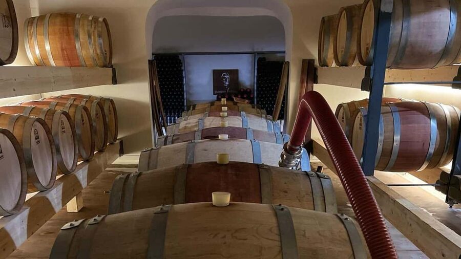 Mamoiada: visit a winery with wine tasting - Cannonau and Granatza: what to focus on in each glass