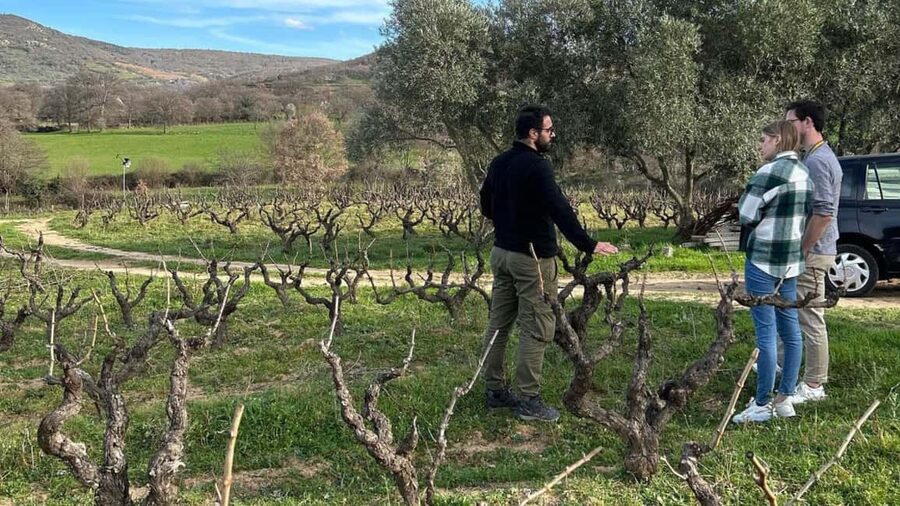Mamoiada: visit a winery with wine tasting - Getting oriented inside the winery (and why that start matters)