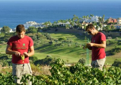 Manilva: Nilva Vineyard, Wine Tasting & Tapas Guided Tour - Starting at Nilva Enoturismo SL and the Civima Wine Museum Stop