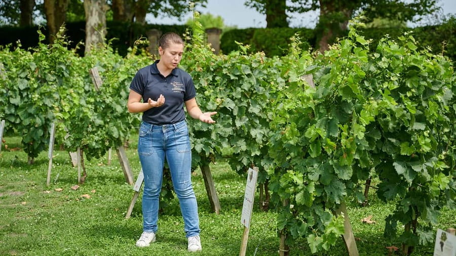 Margaux - Discovery tour of the vineyard with a tasting of 4 wines - Margaux appellation context: turning region talk into something you can taste