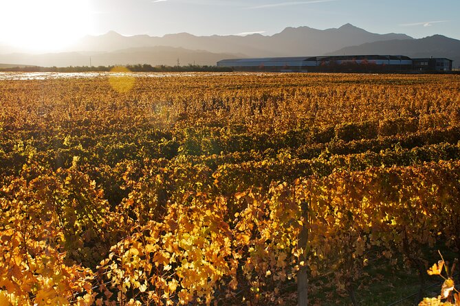 Marlborough Winery Tour - A Day of Cuisine & Wine 6hrs - Inside the Tasting Lineup: Sauvignon Blanc, Pinot Noir, and More
