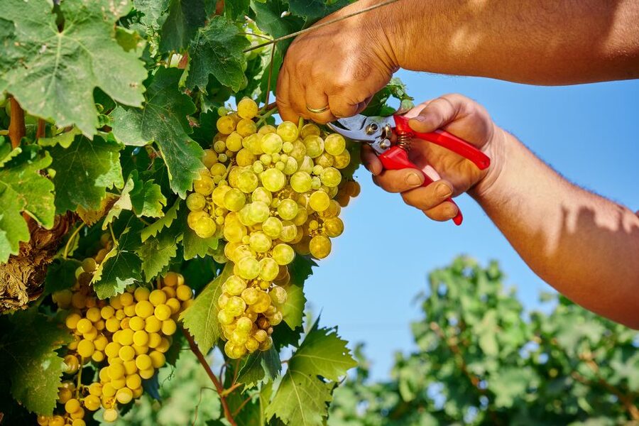 Marsala: Florio Winery Tour with Local Wine Tasting - Should You Book This Florio Marsala Winery Tour?
