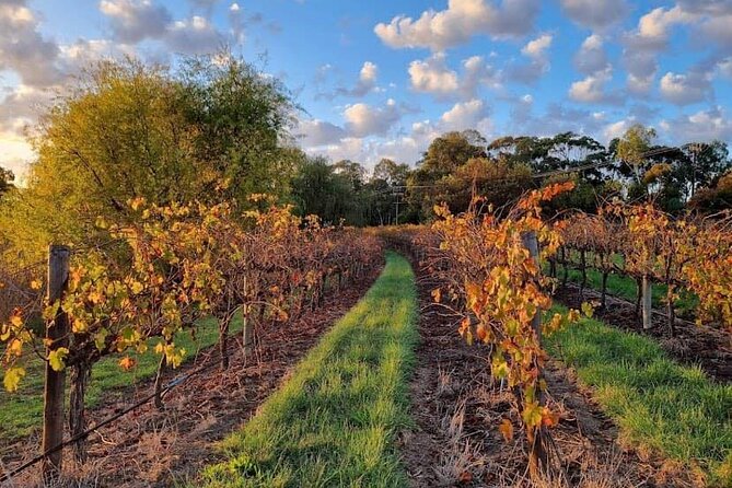 McLaren Vale South Hop-On Hop-Off Winery Tour - What you pay for: value of the tour price (and what’s extra)