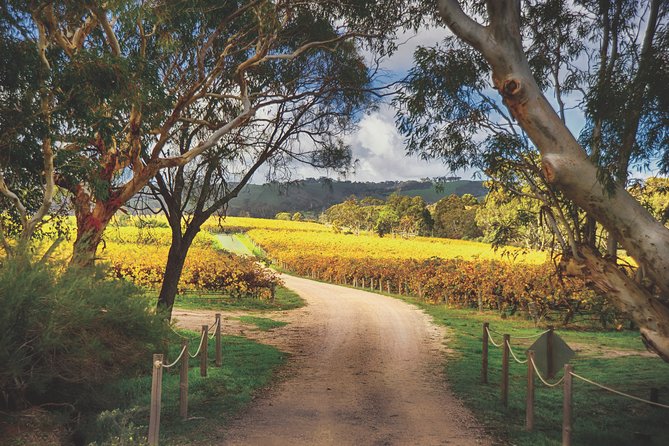 McLaren Vale Winery Small Group Tour with Wine Tasting and Lunch - The Fleurieu Peninsula coast drive: Gulf St Vincent views on the way to wine country