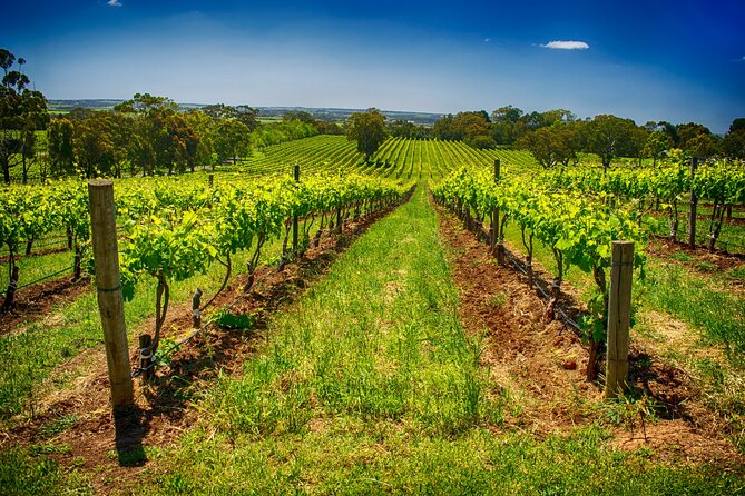 McLaren Vale Winery Small Group Tour with Wine Tasting and Lunch - Haselgrove Wines: boutique cellar door and small-batch focus
