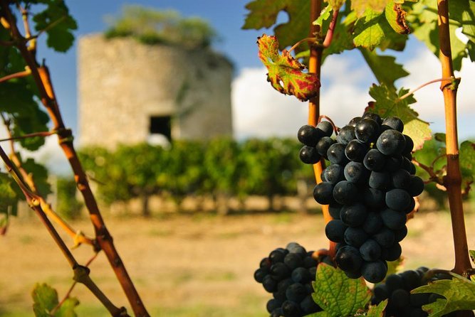 Médoc Region Half-Day Wine Tour with Winery Visit & Tastings from Bordeaux - Key points before you go