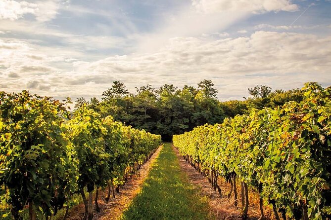 Médoc Region Half-Day Wine Tour with Winery Visit & Tastings from Bordeaux - The drive along Route des Châteaux: views, big names, and what the ride teaches