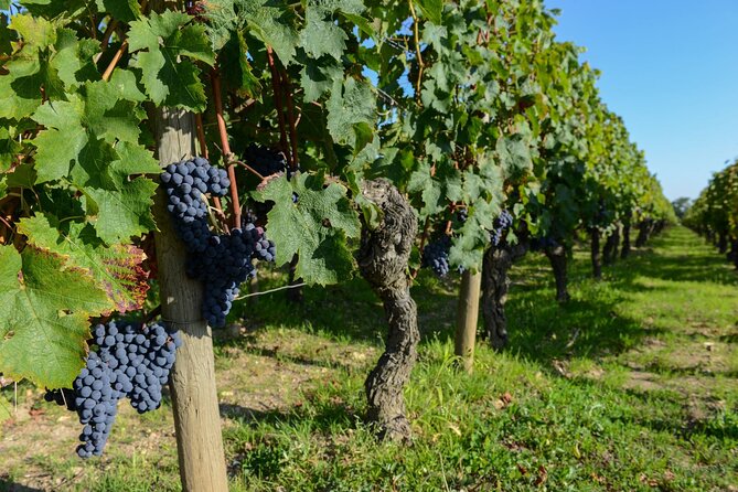 Medoc Region Wine Day Trip with Vineyard Visits & Tastings from Bordeaux - Practical tips so your day stays smooth (and your palate stays happy)