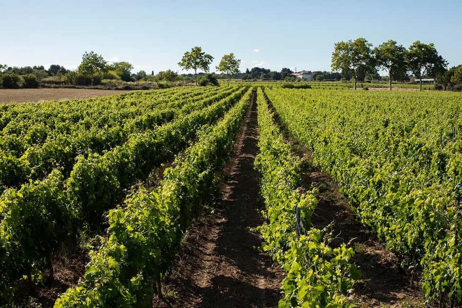 Mèze: Domaine Saint André Vineyard Guided Tour with Tasting - Sustainable viticulture lessons that change how you taste