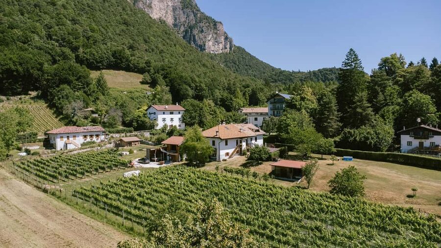 Mezzocorona: vineyard Tour on Mount and tasting of 3 wines - Meeting at Mezzocorona Cable Car: where the tour really starts