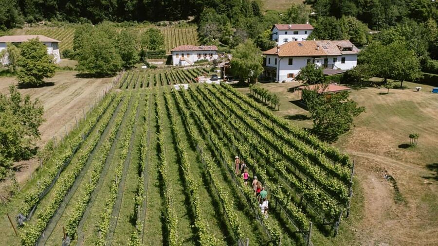 Mezzocorona: vineyard Tour on Mount and tasting of 3 wines - Price and value: is $112 worth your afternoon?