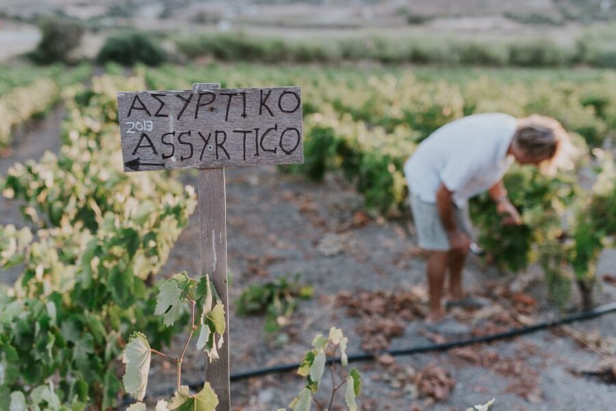 Milos Island: Kostantakis Winery Wine Tasting Experience - Inside the Winery and Cave Storage: Where Traditional Methods Show Up