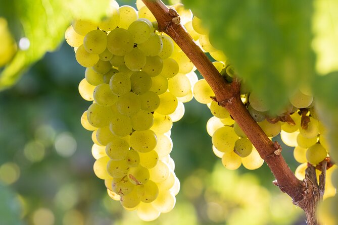 Minoan Crete: Knossos Palace, Winery Visit and Lunch at Archanes - Archanes lunch and village time: traditional food plus a slow stroll