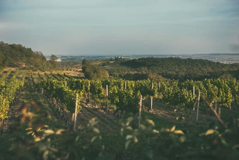 Modra: Private Wine Tasting at a Family-Operated Winery - Price and Value: Is $53 Worth It?