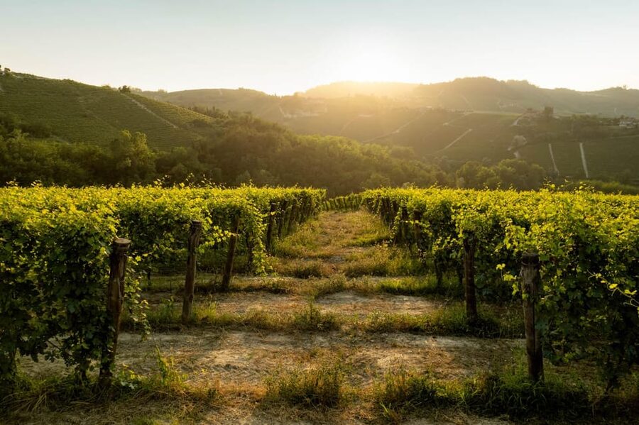 Monforte d'Alba: Barolo Tasting, Vineyard & Cellar Visit - The vineyard walk: 30 minutes of terroir you can actually see