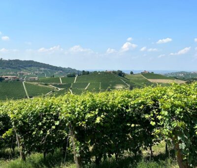 Monforte d'Alba: Barolo Tasting, Vineyard & Cellar Visit - Underground cellar visit: where tradition meets the glass