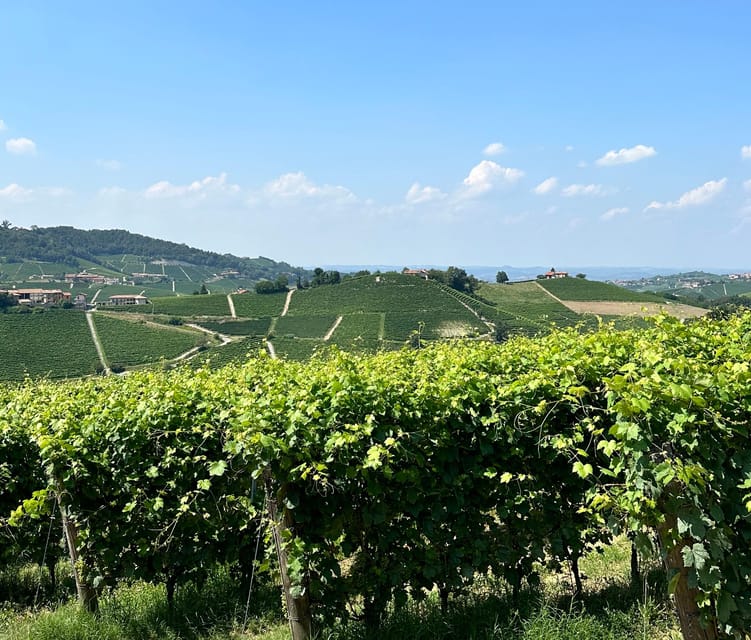 Monforte d'Alba: Barolo Tasting, Vineyard & Cellar Visit - Underground cellar visit: where tradition meets the glass