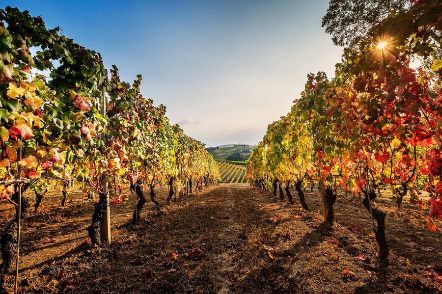 Monforte d'Alba in Langhe: Unforgettable Winery Tasting - Key highlights at a glance