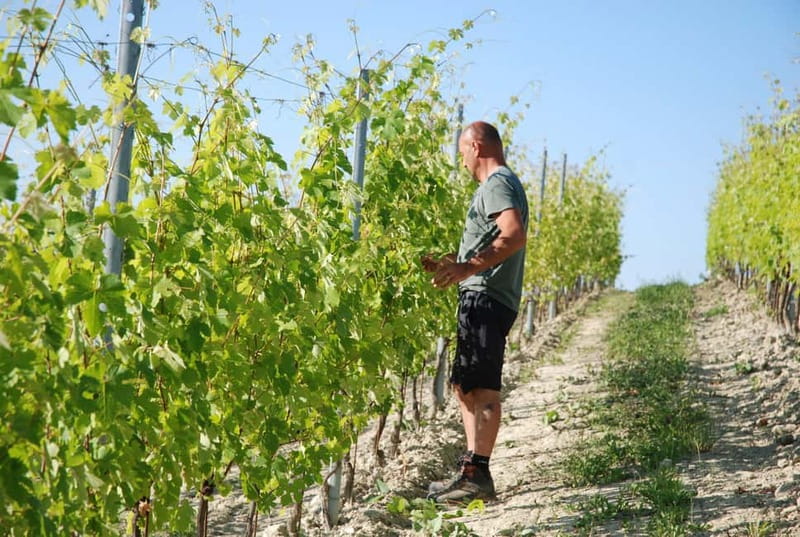 Monforte d'Alba: Wine Tasting, Cellar Visit, and Vineyard Tour - Who This Tour Is For (and Who Might Want Something Else)